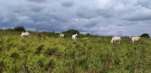 Fazenda / Sítio / Chácara com 4 Quartos à venda, 3260000m² no sítio 304, 