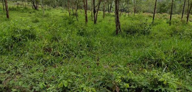 Terreno / Lote / Condomínio à venda, 20000m² no , Fortuna de Minas