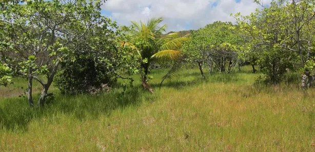 Fazenda / Sítio / Chácara à venda, 78905m² no , Conde