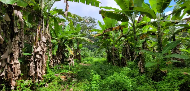 Terreno / Lote / Condomínio à venda, 20000m² no Pacoti, Pacoti