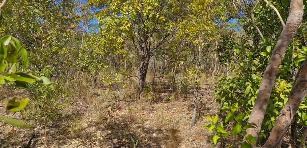 Fazenda / Sítio / Chácara à venda, 10933542m² no , Paranã