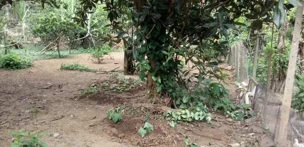 Fazenda / Sítio / Chácara com 3 Quartos à venda, 219m² no Estrelas, Viçosa