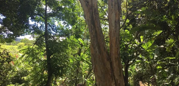 Fazenda / Sítio / Chácara com 3 Quartos à venda, 7270m² no Área Rural de Macaé, Macaé