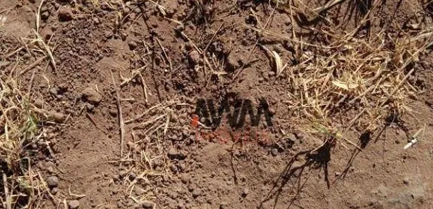 Fazenda / Sítio / Chácara à venda, 72600000m² no Javaés, Lagoa da Confusão