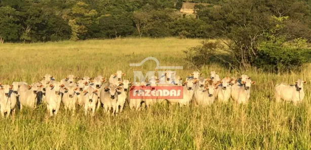 Fazenda / Sítio / Chácara à venda, 500m² no Centro, Formosa