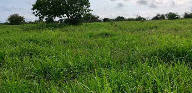 Fazenda / Sítio / Chácara com 4 Quartos à venda, 3260000m² no sítio 304, 