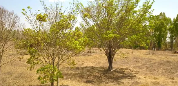 Terreno / Lote / Condomínio à venda, 27500m² no Jardim Barcelona, Bela Vista de Goiás