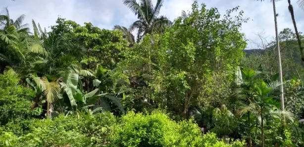 Fazenda / Sítio / Chácara com 2 Quartos à venda, 2000m² no Centro, Águas Mornas