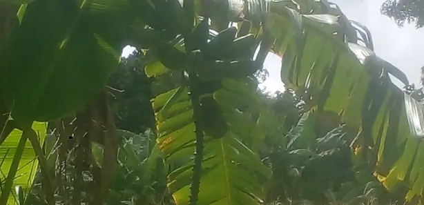 Fazenda / Sítio / Chácara à venda, 509375m² no Norte, Brasília