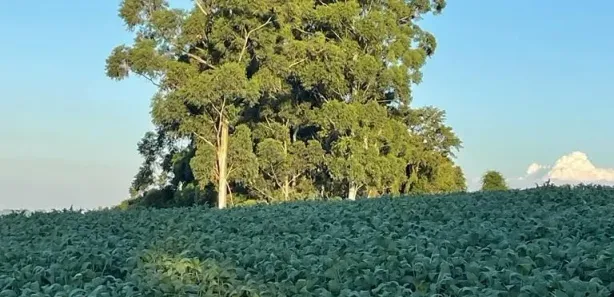 Fazenda / Sítio / Chácara com 3 Quartos à venda, 30250m² no , Guaraniaçu