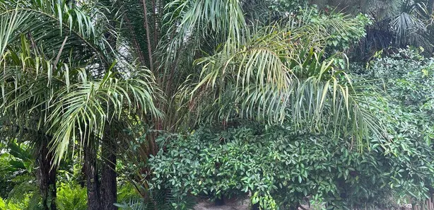 Terreno / Lote / Condomínio à venda, 1000m² no Catu de Abrantes (Abrantes), Camaçari