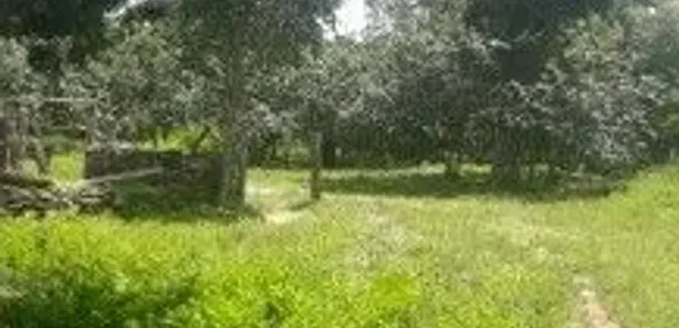 Fazenda / Sítio / Chácara com 3 Quartos à venda, 200m² no , Paranã