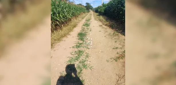 Fazenda / Sítio / Chácara com 3 Quartos à venda, 10000m² no Contenda, Contenda