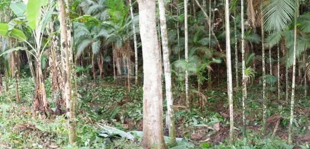 Terreno / Lote / Condomínio à venda, 18000m² no Carmelo, São João Batista