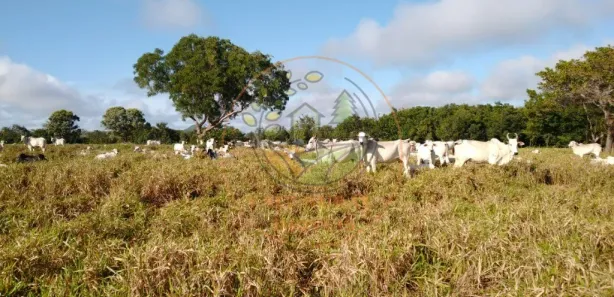 Fazenda / Sítio / Chácara com 3 Quartos à venda, 800m² no Bela Vista, Paraíso do Tocantins