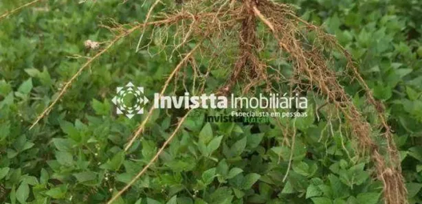 Fazenda / Sítio / Chácara à venda, 938m² no , Rio Sono