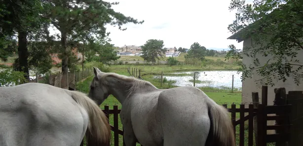 Fazenda / Sítio / Chácara com 3 Quartos à venda, 450m² no Itapira, Quatro Barras
