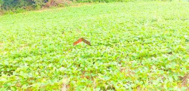 Fazenda / Sítio / Chácara com 1 Quarto à venda, 23600m² no Passaúna, Araucária