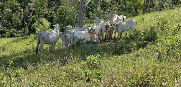 Fazenda / Sítio / Chácara à venda, 60m² no , Rio Bonito