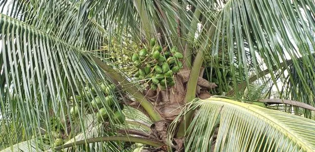 Fazenda / Sítio / Chácara com 4 Quartos à venda, 84000m² no , Vera Cruz