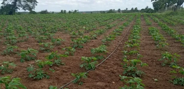 Fazenda / Sítio / Chácara com 3 Quartos à venda, 6000m² no , Vera Cruz