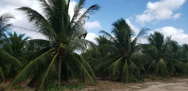 Fazenda / Sítio / Chácara com 4 Quartos à venda, 84000m² no , Vera Cruz