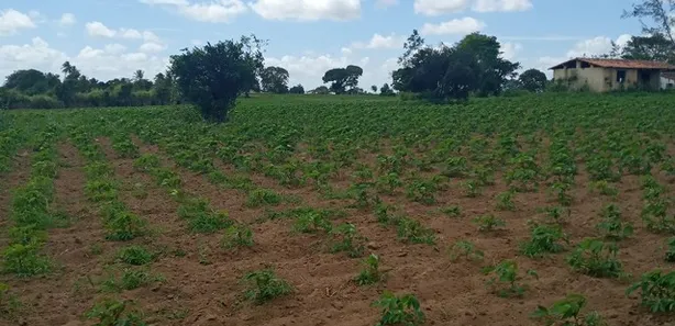 Fazenda / Sítio / Chácara com 3 Quartos à venda, 6000m² no , Vera Cruz