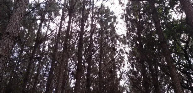 Fazenda / Sítio / Chácara à venda, 359370m² no , Rio Branco do Sul