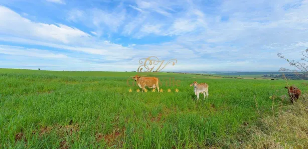 Fazenda / Sítio / Chácara com 4 Quartos à venda, 3146000m² no Colônia Dona Luíza, Ponta Grossa