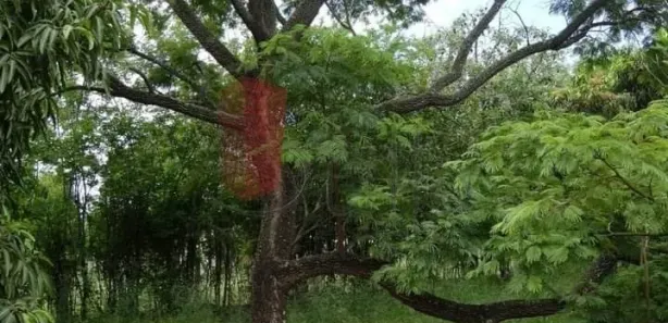 Fazenda / Sítio / Chácara com 3 Quartos à venda, 3000m² no , Sarapuí