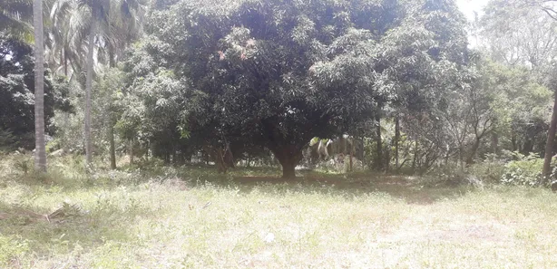 Terreno / Lote / Condomínio à venda, 10000m² no Várzea da Meira (Monte Gordo), Camaçari