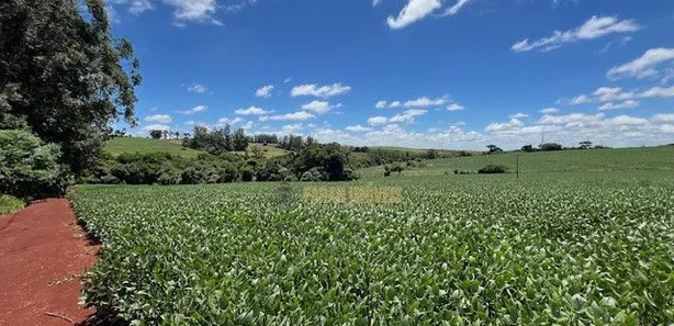 Fazenda / Sítio / Chácara com 6 Quartos à venda, 4m² no Parque Industrial José Garcia Gimenes, Cambé