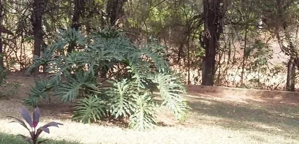 Fazenda / Sítio / Chácara com 3 Quartos à venda, 150m² no Chácara Primavera, Sumaré