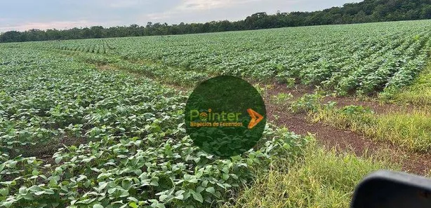 Fazenda / Sítio / Chácara à venda, 5030000m² no , Pedro Afonso