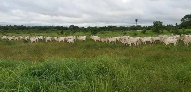 Fazenda / Sítio / Chácara com 3 Quartos à venda, 110m² no Gurupi, Gurupi