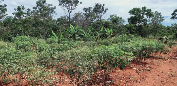 Fazenda / Sítio / Chácara com 3 Quartos à venda, 29400m² no , Brasília