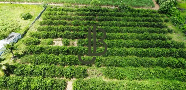Fazenda / Sítio / Chácara com 2 Quartos à venda, 100m² no Centro, Alhandra