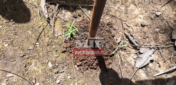 Fazenda / Sítio / Chácara à venda, 500m² no Setor Central, Ponte Alta do Tocantins