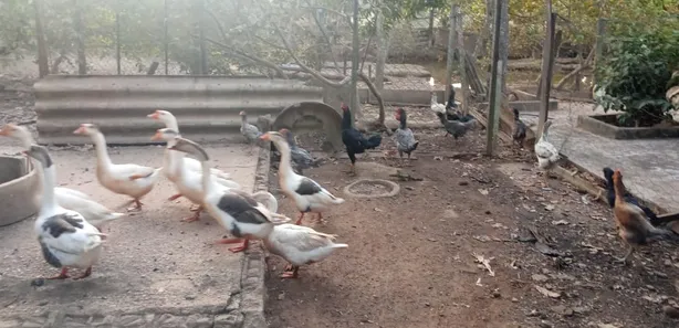 Fazenda / Sítio / Chácara com 6 Quartos à venda, 6000m² no Área Rural de Santo Antônio do Descoberto, Santo Antônio do Descoberto