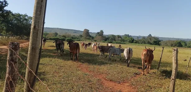 Fazenda / Sítio / Chácara à venda, 20000m² no Jardim Lago Azul, Novo Gama