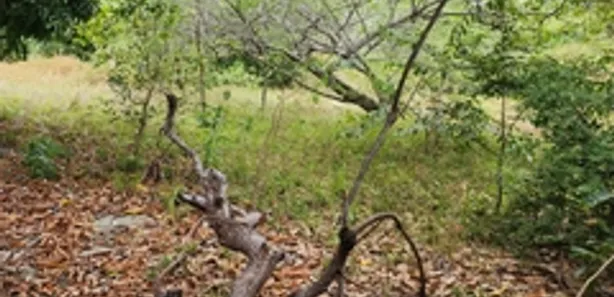 Terreno / Lote / Condomínio para alugar, 9800m² no Coaçu, Eusébio