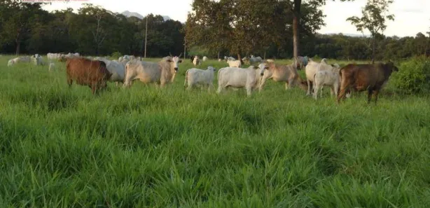 Fazenda / Sítio / Chácara com 2 Quartos à venda, 160m² no Centro, Pium