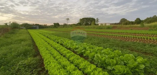 Fazenda / Sítio / Chácara com 3 Quartos à venda, 5200m² no Náutica, Foz do Iguaçu