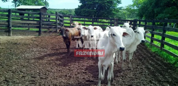 Fazenda / Sítio / Chácara à venda, 500m² no , Rio Sono