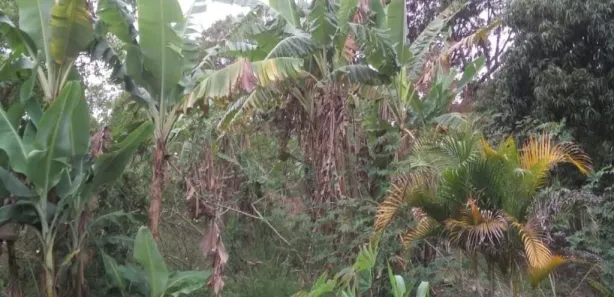 Fazenda / Sítio / Chácara com 3 Quartos à venda, 150m² no Chácara Itapoã, Jacareí