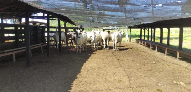 Fazenda / Sítio / Chácara à venda, 300m² no Centro, Itapecuru Mirim