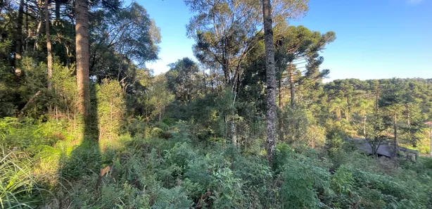 Fazenda / Sítio / Chácara à venda, 5500m² no Pacotuba, Almirante Tamandaré