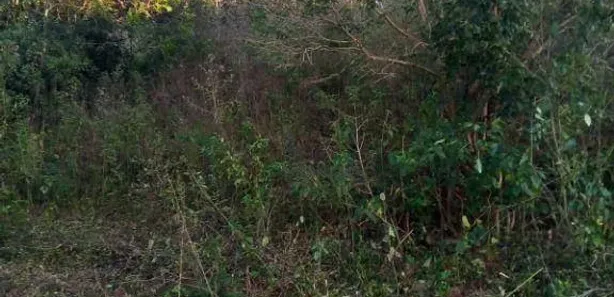 Terreno / Lote Comercial à venda, 24200m² no Pinheiro, Ibiporã