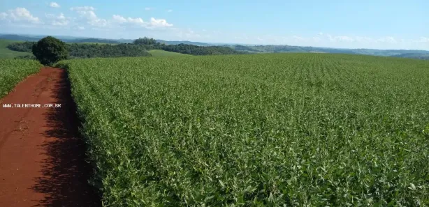Terreno / Lote Comercial à venda, 90750m² no , Assaí