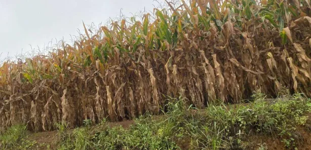 Fazenda / Sítio / Chácara à venda, 54000m² no , Tijucas do Sul